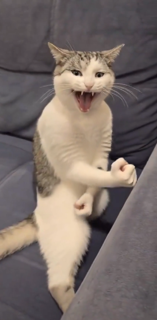 TheBruceLeeCat